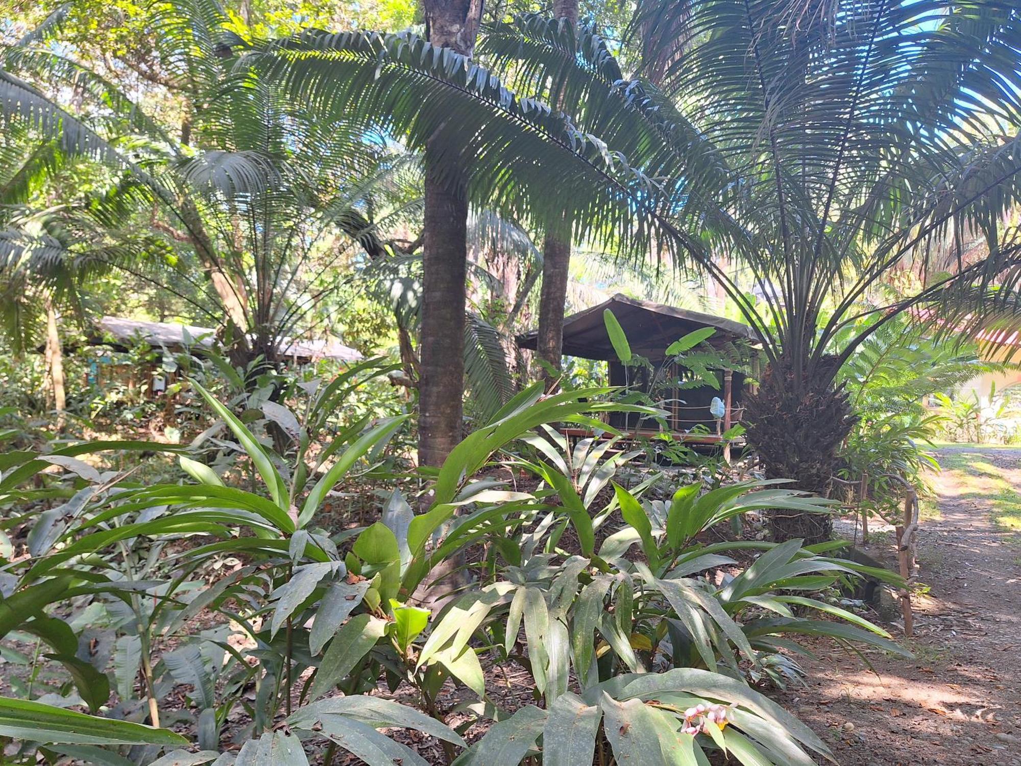 Four Monkeys Eco Lodge - Jungle & Beach Cabo Matapalo Esterno foto